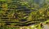 verdure Bali
